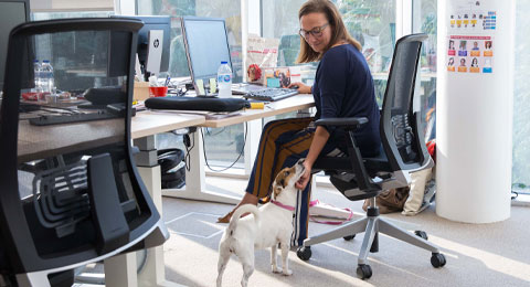 Los animales llegan al trabajo: los beneficios de llevarte a tu mascota a la oficina