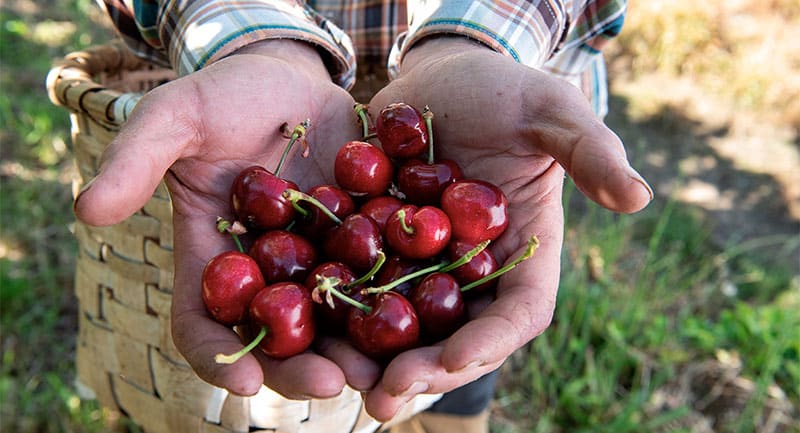 carrefour-cerezas-