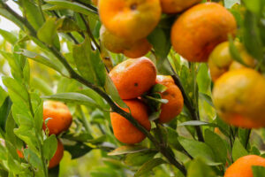 citricos