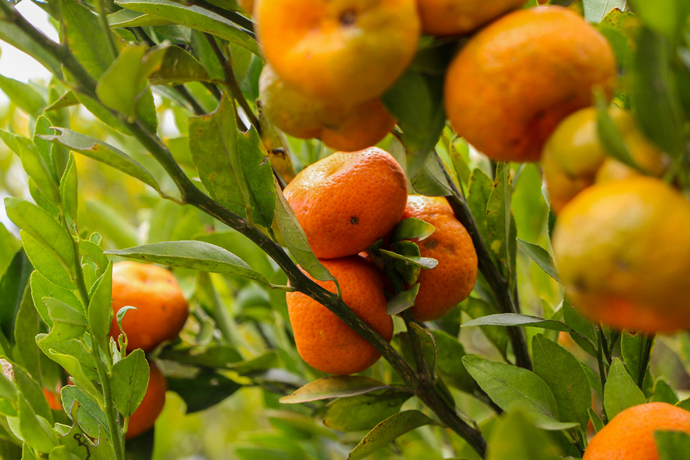 citricos