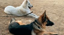 ethikos-perritos
