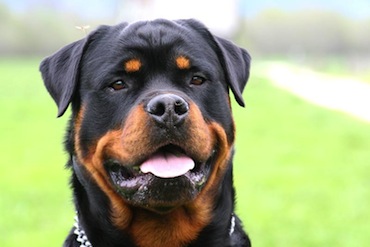 ¿Quién es conocido como el Rottweiler de los RRHH?