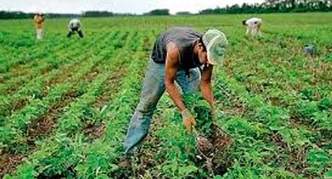 Aumentan un 8,4% los ocupados en el sector agrario