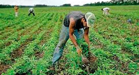 11.000 trabajadores andaluces se desplazarán a la vendimia francesa