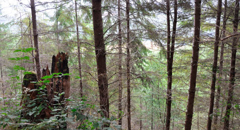 La Fundación Universidad-Empresa lanza 'The Future of Forests'