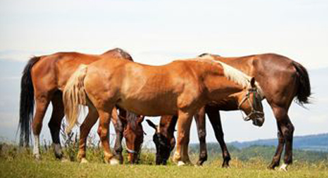 Coaching con caballos, nueva técnica para la mejora profesional y personal