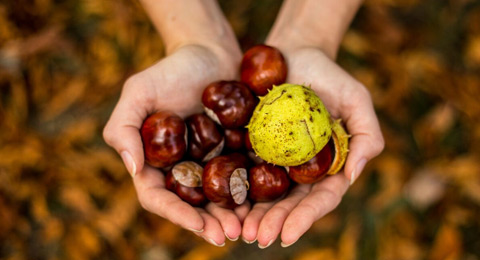 El Poder nutricional de las Castañas