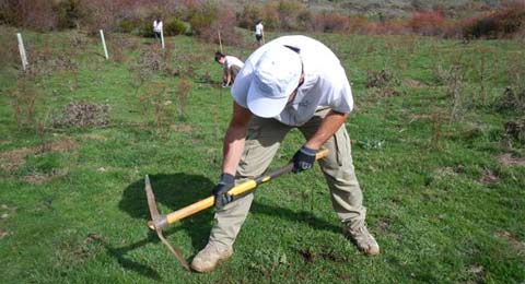 Voluntarios de Gas Natural Fenosa  plantan frutales  para el oso pardo en León