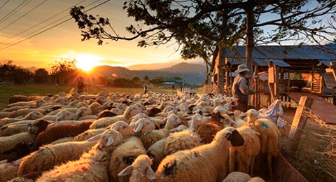 Trabajar en granjas cuidando animales