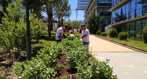 Varios huertos urbanos ecológicos de Madrid que emplean a trabajadores con discapacidad donarán su producción a Bancos de Alimentos