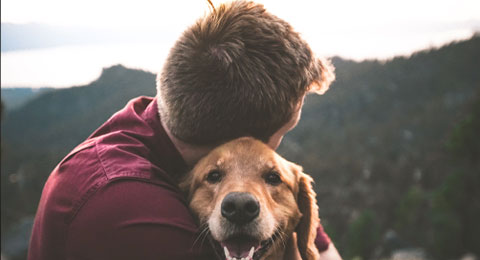 ¿Qué empresa vinculada al sector admite mascotas en su oficina?