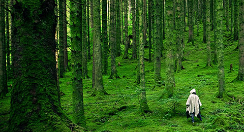 Seis pasos para integrar la naturaleza en las estrategias empresariales