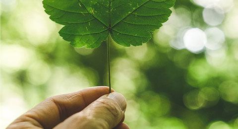 Unión del sector financiero y la tecnología para cuidar el Medio Ambiente