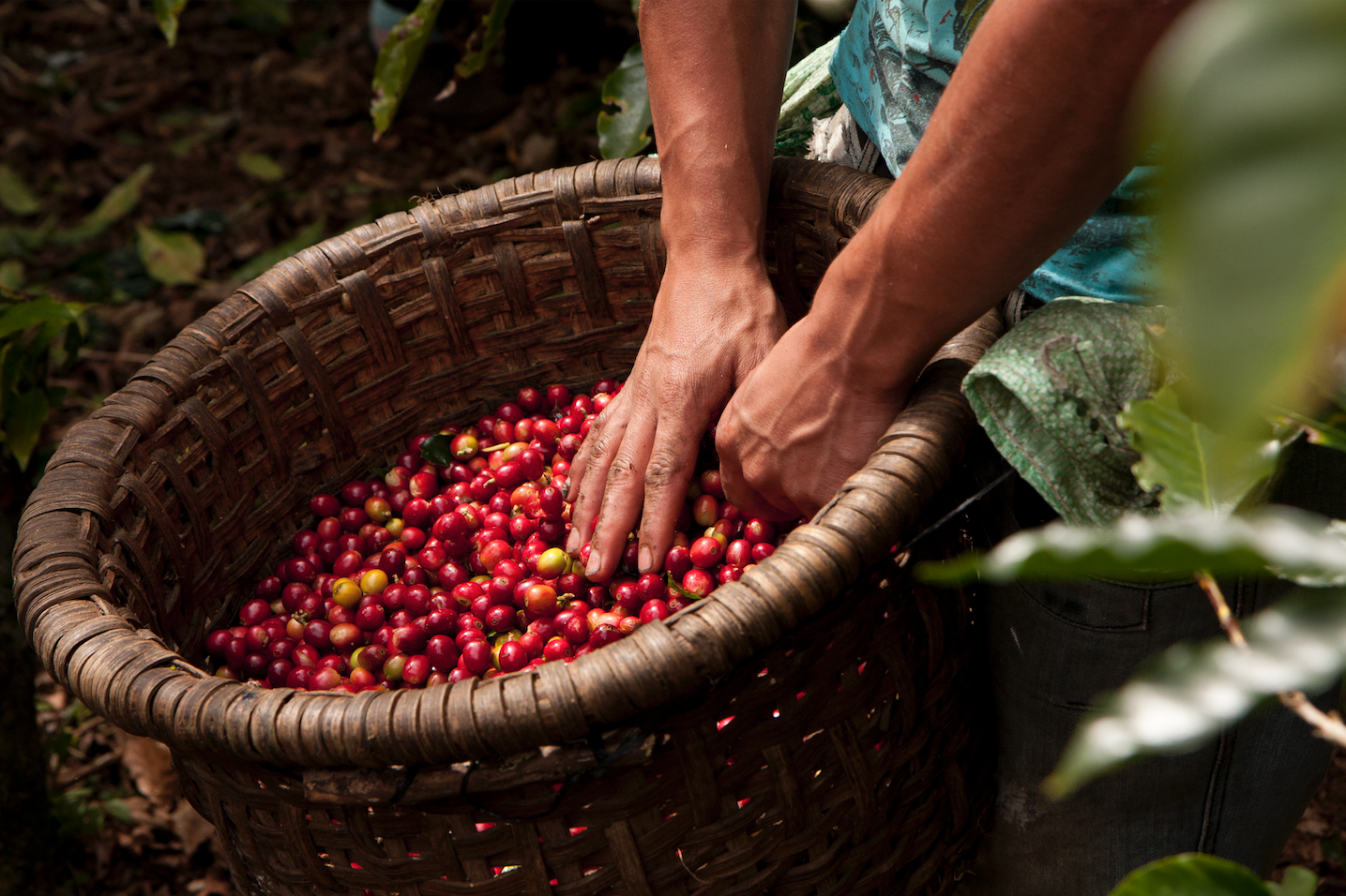 Nespresso sostenibilidad