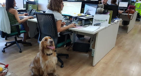 Día Mundial de llevar al Perro al Trabajo, viernes 22 de junio