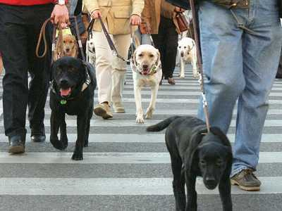 Supermercados Más y Más y la entrada de un perro guía