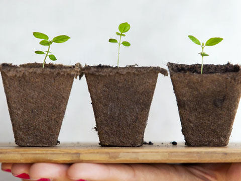 ¿Qué trabajador ha visto crecer su planta en la distancia?