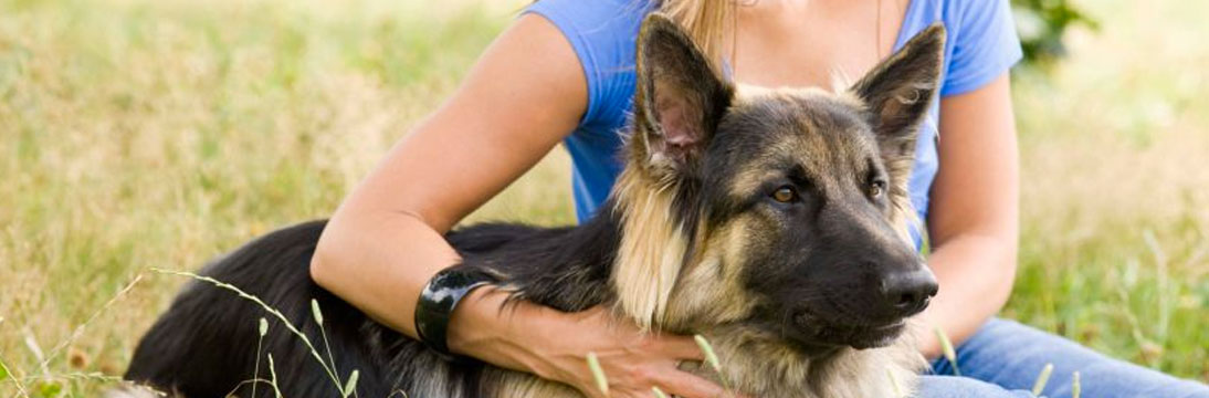 Terapia con perros para facilitar el acceso al empleo a las víctimas de violencia de género