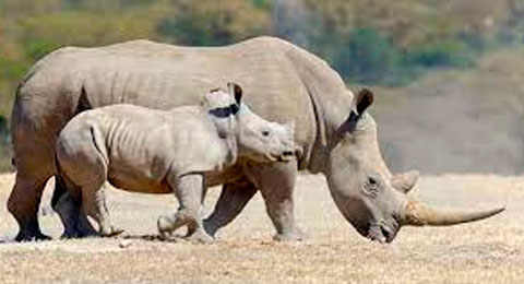 ¿Qué director de RRHH es fan de los 'embriones de rinoceronte'?