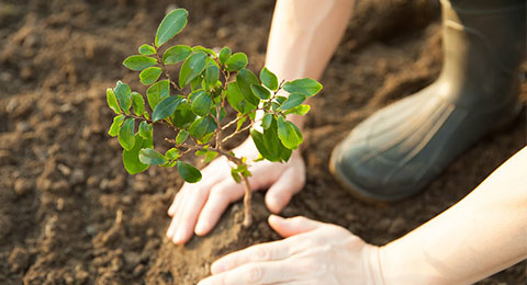 MONEI y Mastercard contribuirán a la plantación de 100 millones de árboles hasta 2025