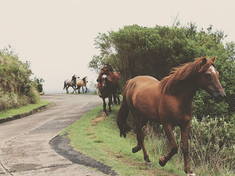 ¿Qué director general es un apasionado de los caballos?