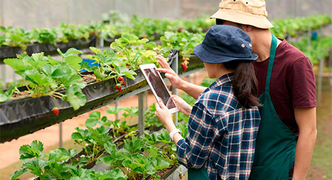 Sector agrícola: mejora la empleabilidad, aumentan los indefinidos y surgen nuevas posiciones digitales