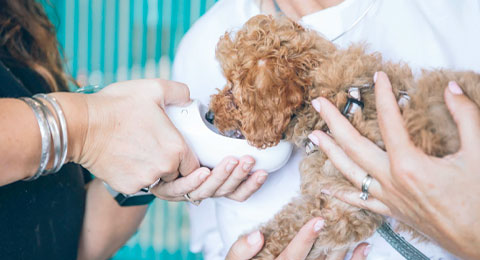 El bienestar emocional, la gran preocupación de la profesión veterinaria